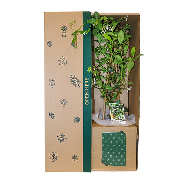 Jasmine White Flowers