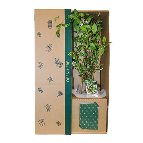 Jasmine White Flowers