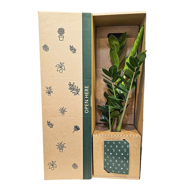 Zamioculcas ZZ Green