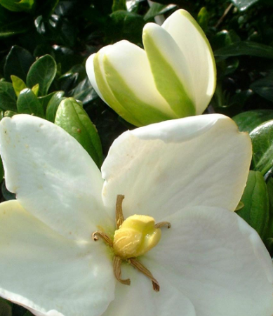 Gardenia White Flowers