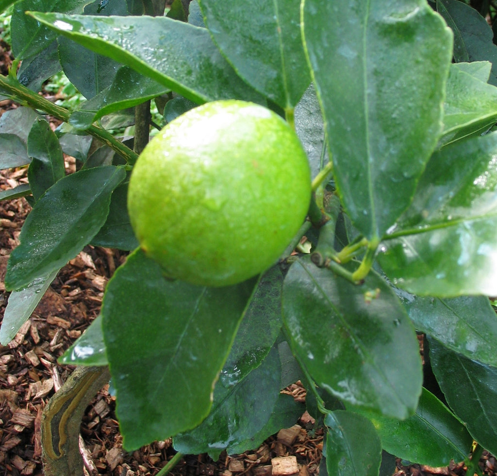 Lime Tree