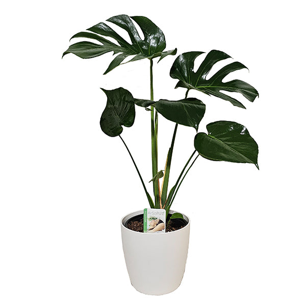 Monstera Delicoisa
