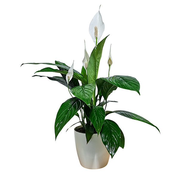 Peace Lily White Flowers