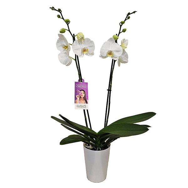 Phalaenopsis Orchid
