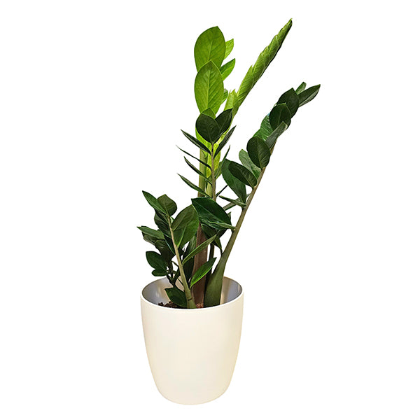 Zamioculcas ZZ Green